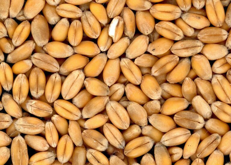 Fibermaxxing